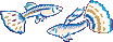 Guppy site